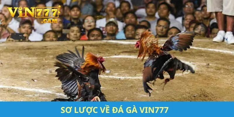 Sơ lược về đá gà VIN777