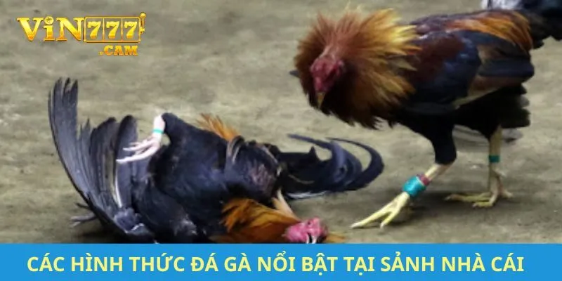 Các hình thức đá gà nổi bật tại sảnh nhà cái