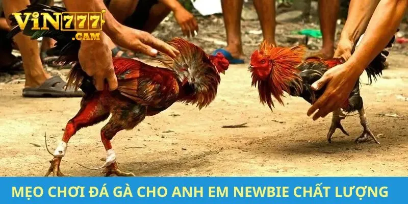 Mẹo chơi đá gà cho anh em newbie chất lượng